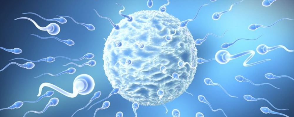 精子 精子不足 什么是精子不足 不育 定义