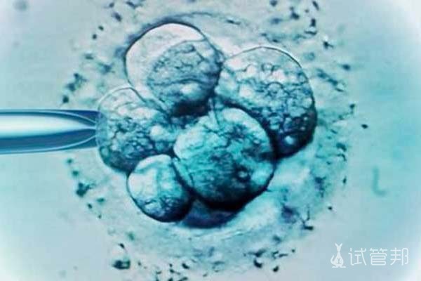 冷冻胚胎移植成功率多少