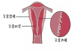 子宫内膜厚度多少适合怀孕？