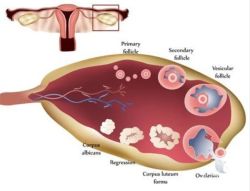 什么是卵巢癌？