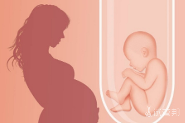 胚胎发育的五个阶段是什么