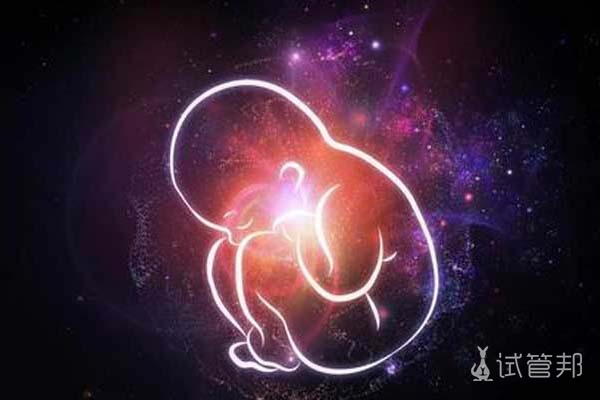 胚胎发育过程是怎样的
