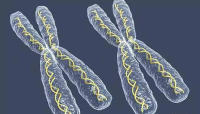 染色体变异是怎么回事？