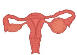 附件囊肿和卵巢囊肿有什么区别？