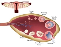 卵巢癌是恶性肿瘤吗？