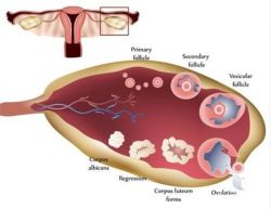 卵巢癌是恶性肿瘤吗？