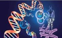 基因筛查有什么作用?