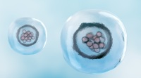 什么是胚胎移植?