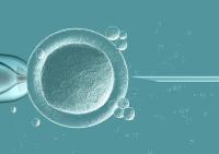 试管婴儿精子和卵子结合需要多长时间?