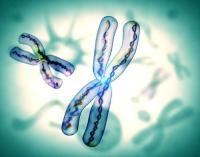 染色体变异发生在哪个时期?