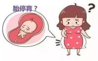 胎停育后多久能再怀孕?