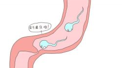 输卵管粘连能做试管婴儿吗?