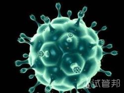 什么是HPV（人乳头瘤病毒）?