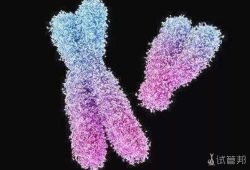 双Y染色体有什么症状?