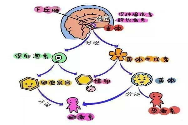 泌乳素高的原因图片