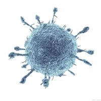 感染了风疹病毒怎样治疗?