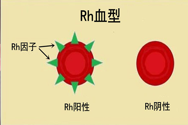 熊猫血阴性图片