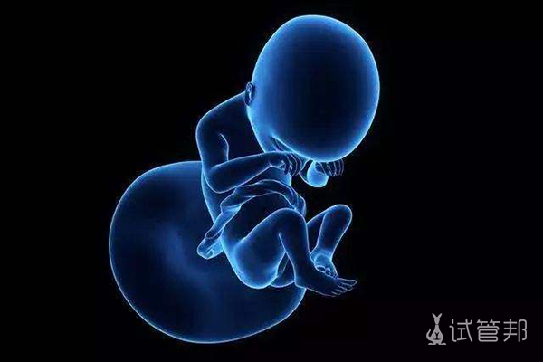 早期胚胎发育的几个阶段分别是什么