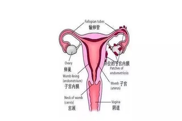 子宫内膜厚度多少正常？ 