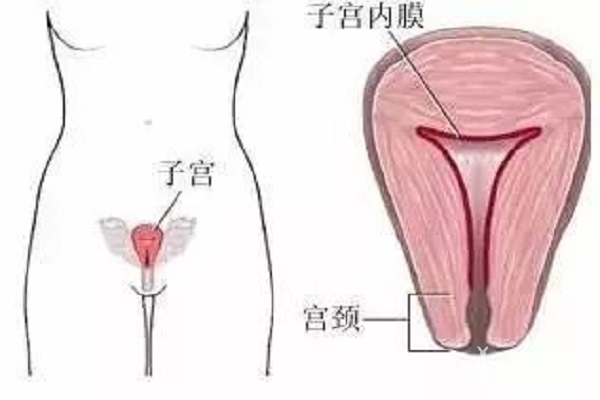 cf6926ca0a5fb487fe5e34e348401629.jpg 子宫内膜厚度正常多少,子宫内膜薄会降低试管婴儿的成功率吗?