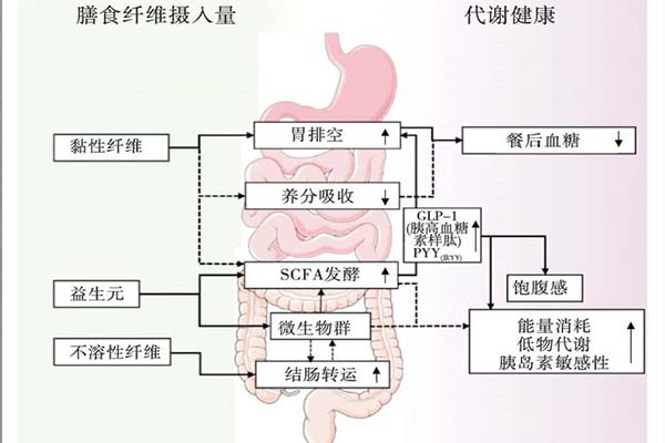 膳食纤维摄入、胃肠道与宿主代谢的复杂关系