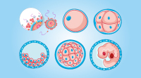 胚胎等级的划分标准是什么？