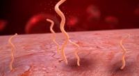 梅毒螺旋体的传播途径是什么？
