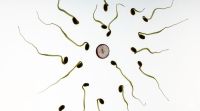 精子顶体完整率低会影响什么？
