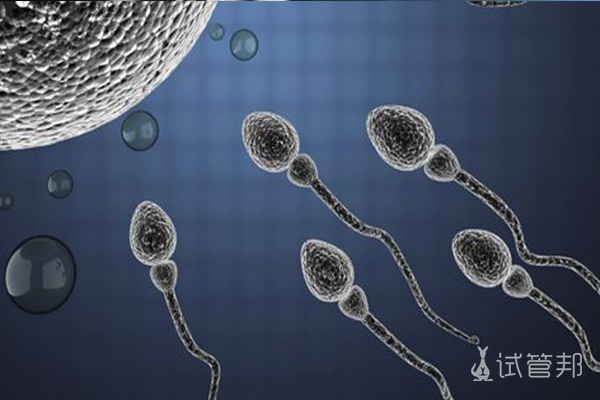 44cca84413f7dd3ca54c4a2adf1d4480.jpg 弱精症进行试管婴儿成功率高吗