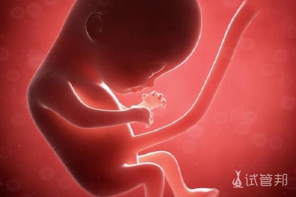 囊胚移植VS普通胚胎，二者之间有什么区别？