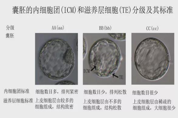内部细胞团和外部滋养层