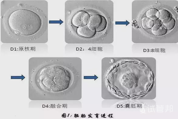 胚胎质量怎么看的