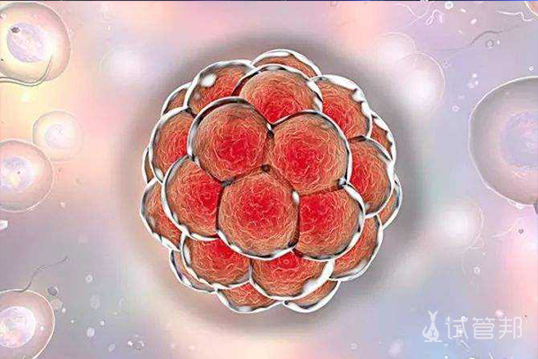 关于新鲜胚胎养囊的问题