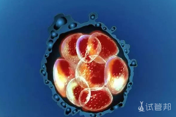 胚胎的划分