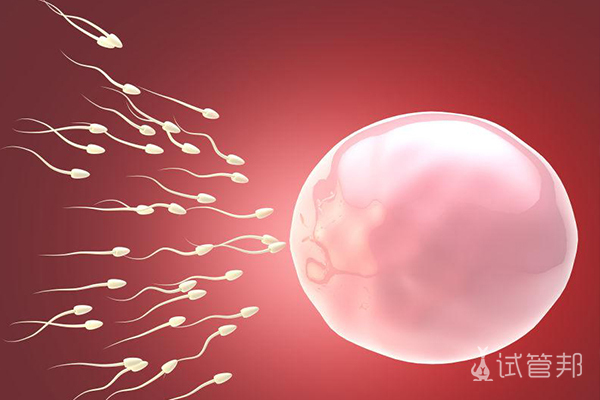 卵子和精子结合过程