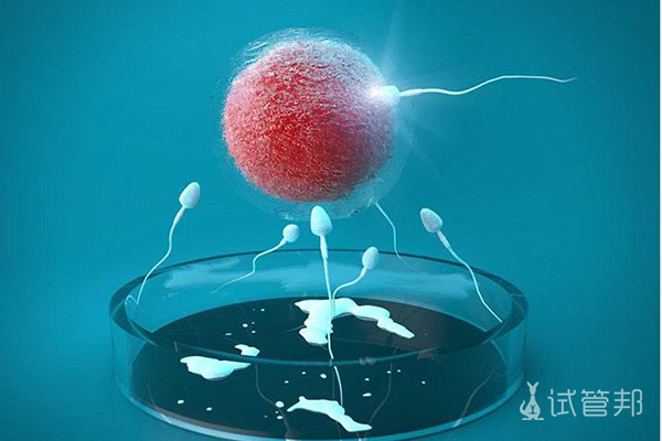 卵子和精子是怎么结合的