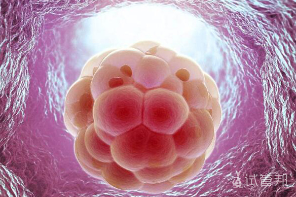 体外胚胎培养为什么不能超过14天