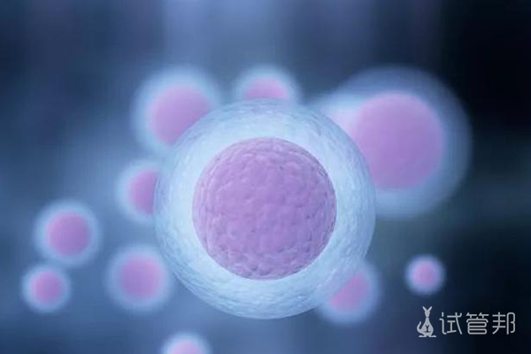 胚胎等级与成功率之间的关系是什么