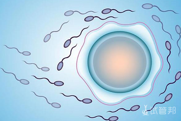 卵子和精子结合需要多久
