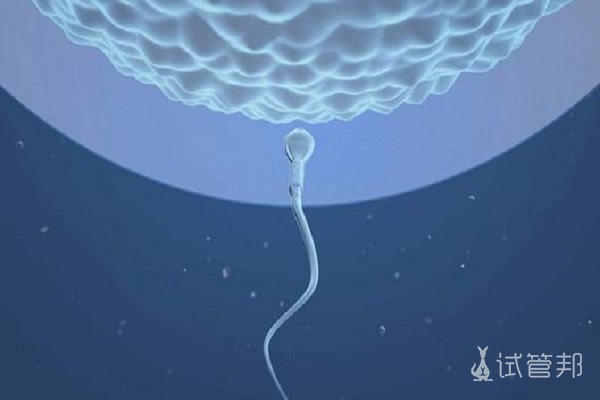 精子多久还有授精能力？