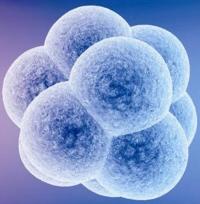 冷冻胚胎复苏需要多长的时间？
