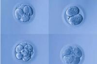 做试管婴儿胚胎的等级是怎么划分的？
