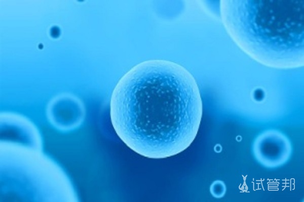 胚胎培养是什么意思？ 
