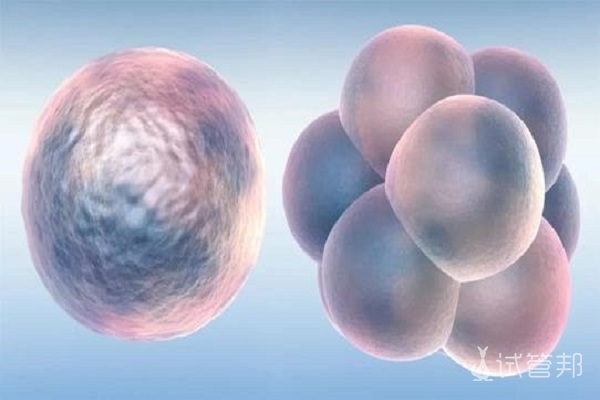 胚胎培养和养囊有什么区别