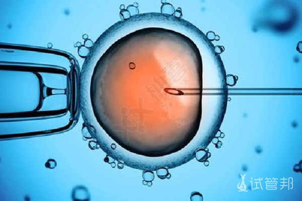 囊胚移植成功率有哪些因素影响？