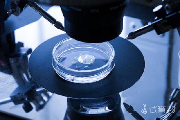 胚胎移植时期桑葚胚成功率高吗