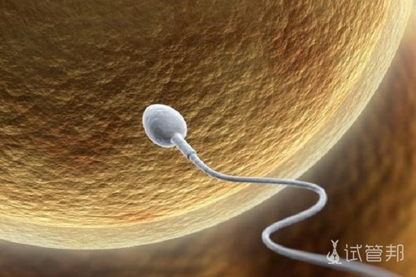 精子异常出现哪些情况会影响生育？