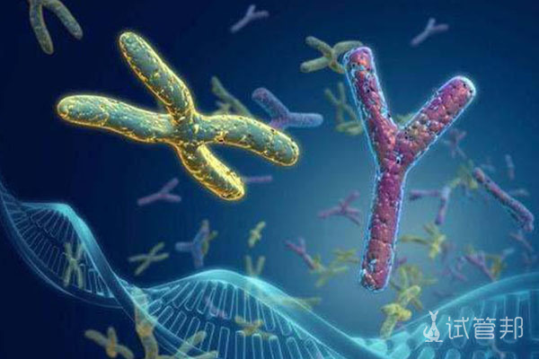同源染色体是什么