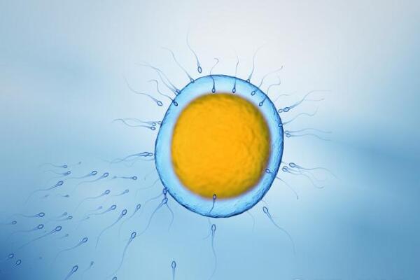 4618b55b5075edb7e793e1dc15c1b54c.jpg 排卵障碍可以做试管婴儿好孕吗?