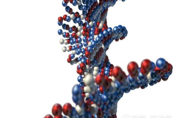 9edace6ceca4f73f73194d052a23b00c.jpg 免疫球蛋白m的作用有哪些